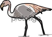 Jamess FlamingoFreehand Image